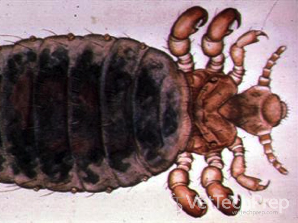 <p>what parasite is this?</p><p>whats the scientific name?</p>