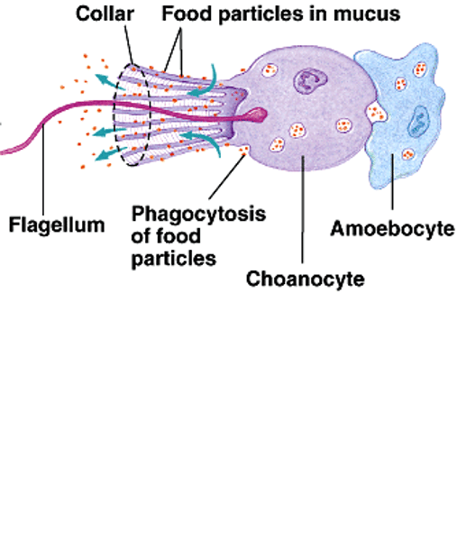 <p>suspension/filter feeders<br>Choanocytes trap small food particles<br>Pinacocytes &amp; Archeocytes engulf large food particles <br>Archeocytes do the most digestion</p>