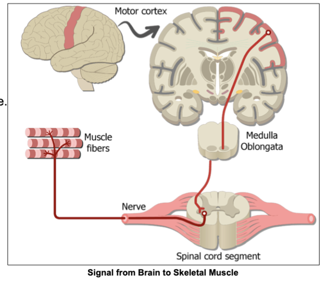<p>Action potential</p>
