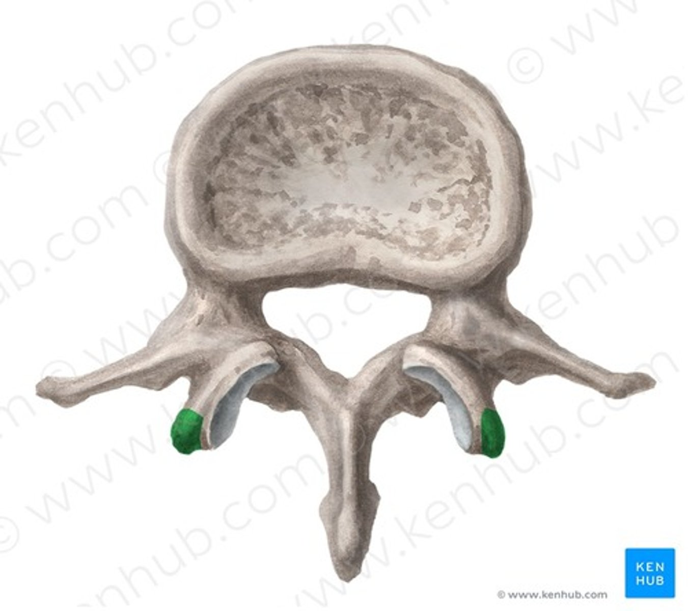<p>processes specific to lumbar vertebrae, found on the posterior aspect of the superior articular process</p>