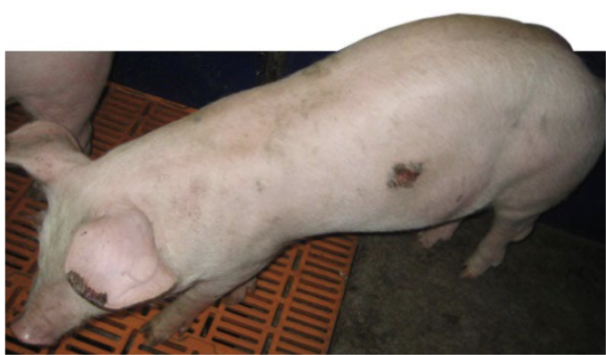<ul><li><p>reduced feed intake and weight gain</p></li><li><p>occasionally necrosis of tips of ears or tail</p></li><li><p>in pregnant gilts/sows → lack of udder development w agalactia at parturition, piglets smaller and starve to death w/i few days</p></li></ul><p></p>
