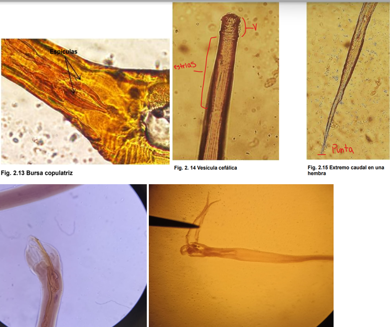 <ul><li><p>Ciclo de vida directo </p></li><li><p>Localización: Intestino delgado</p></li><li><p>pequeña vesícula cefálica y estrías transversales de la cutícula en la región esofágica</p></li><li><p>M: espículas, poseen una clara expansión en forma de ala en la región media y tiene crestas. Bolsa copulatriz.</p></li><li><p>H: una pequeña solapa vulvar, cola larga afilada.</p><p></p></li></ul>