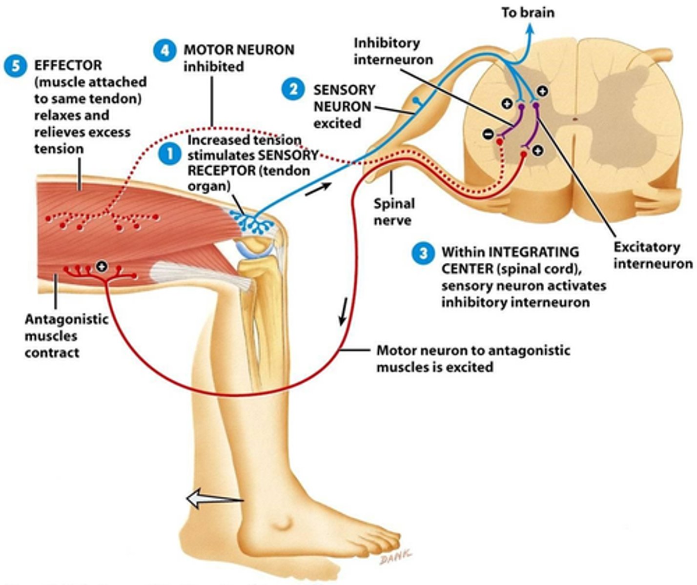 <p>E.g Knee Jerk</p><p>Extensor muscle contracts</p><p>↓</p><p>Stimulus = Tapping patellar ligament, which stretches the quadriceps femoris muscle</p><p>↓</p><p>Receptor = Muscle spindle (in quad.)</p><p>↓</p><p>Effector = skeletal muscle (quad.) – it contracts</p><p>↓</p><p>Ipsilateral, monosynaptic</p>