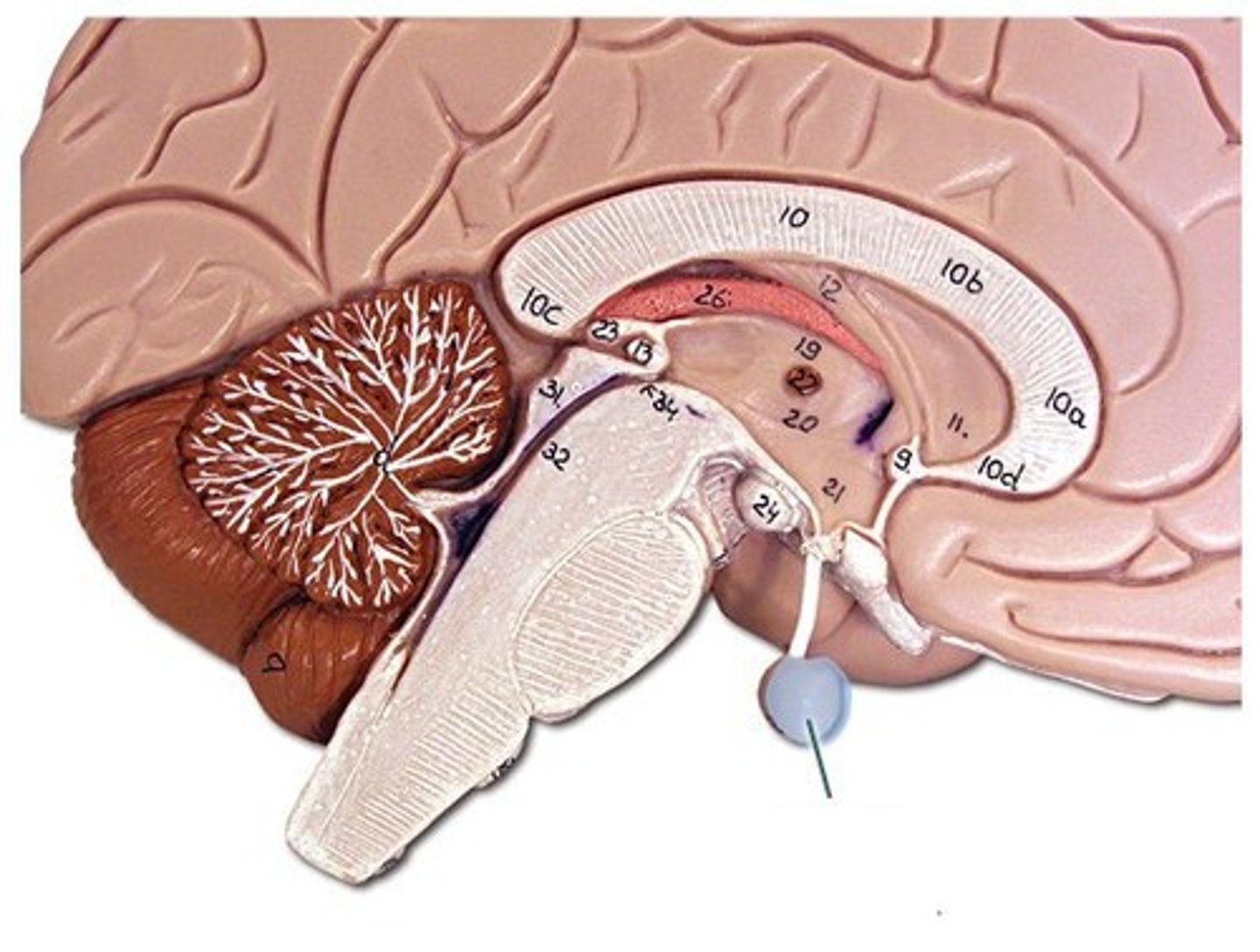 <p>master gland that, under the control of the</p><p>hypothalamus, directs the other glands of</p><p>the body</p>