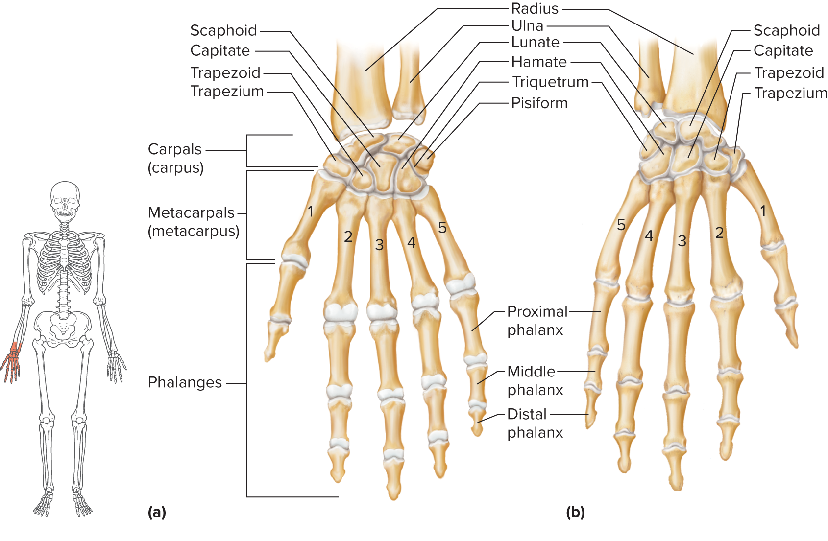 <p>made up of the wrist, palm, and fingers</p><p>8 carpal bones in two rows of four bones each. resulting compact mass is called a carpus</p><p>carpus articulates with the radius and the fibrocartilaginous disc on the ulnar side</p><p>distal side articulates with the metacarpal bones</p><p>five metacarpal bones</p><ul><li><p>cylindrical with rounded distal ends that form the knuckles of a clenched fist</p></li></ul><p>phalanges are finger bones</p><ul><li><p>each finger has three phalanges - a proximal, middle, and a distal phalanx — except the thumb, which was two (no middle phalanx)</p></li></ul><p></p>