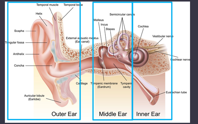<p>parts of ear</p>