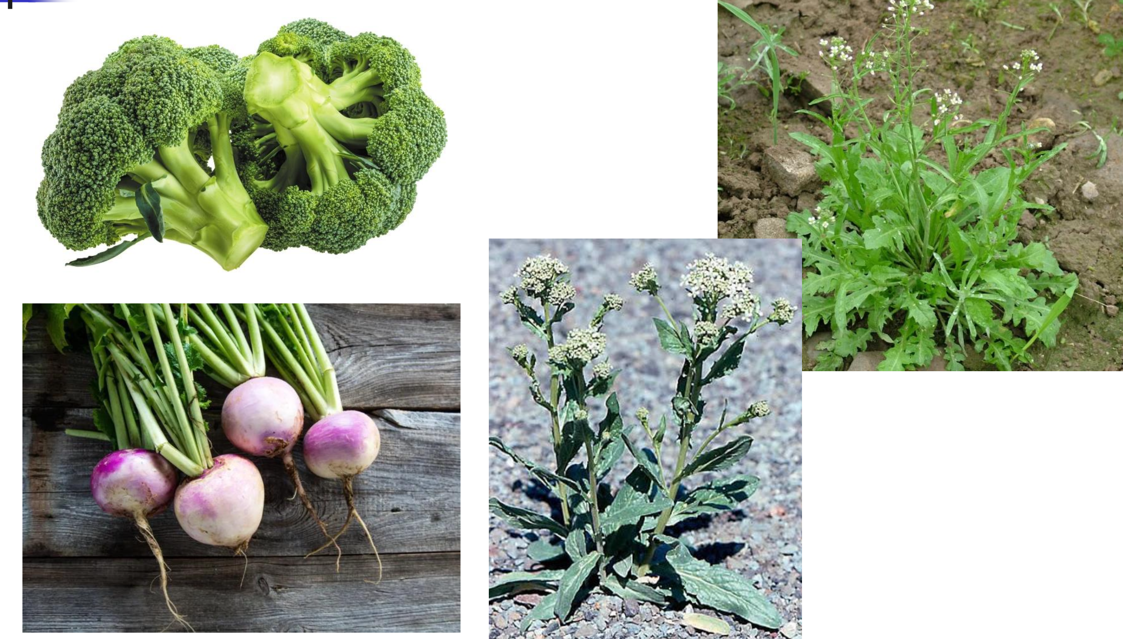 <p>mustards! over 300 plants</p>