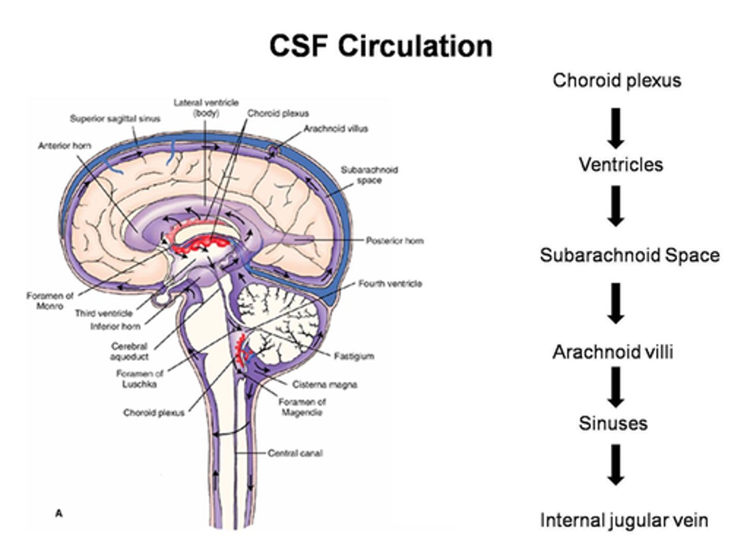 <p>lateral ventricles to third ventricle to cerebral aqueduct to fourth ventricle to subarachnoid space and central canal of spinal cord</p>