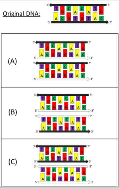 <p>The DNA piece illustrated is labeled black. If this DNA is replicated in conditions where any new DNA gets labeled white, what picture illustrates the resulting pieces of DNA?</p><p>A, B, C?</p>