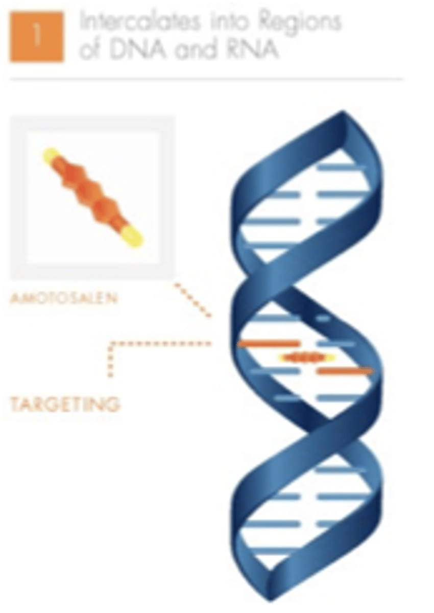 <p>amotosalen targets nucleic acids, and intercalates or "docks" between nucleic acid base pairs</p>