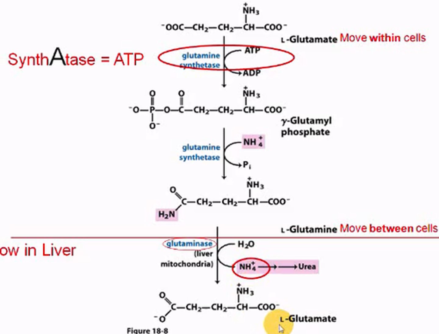 <p>G.S. uses ATP to phosphorylate the gamma carboxyl, then replaces the phosphate with an ammonium group (nitrogen) forming glutamine. Glutamine can now move between cells to the liver where glutaminase hydrolyzes the ammonia off as ammonium, and converts glutamine back into glutamate.</p>