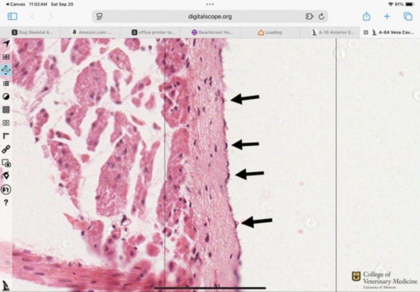 <p>What type of epithelium is shown?</p>