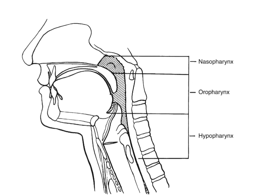 <p>nasopharynx</p>