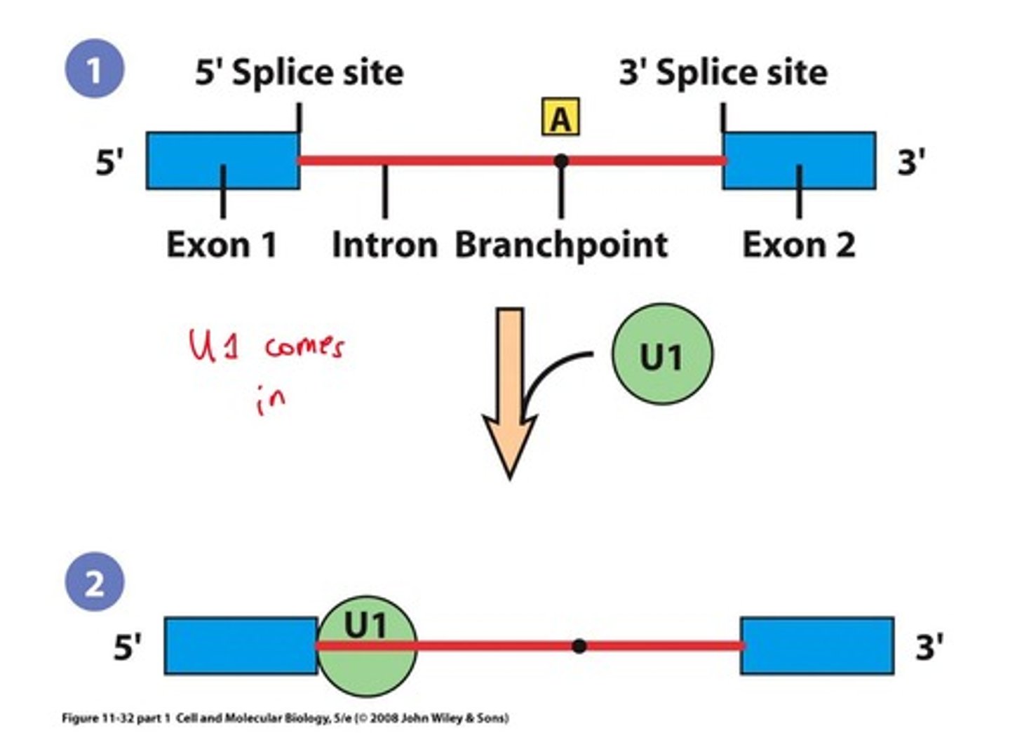 <p>Binds to 5' splice site for splicing initiation.</p>