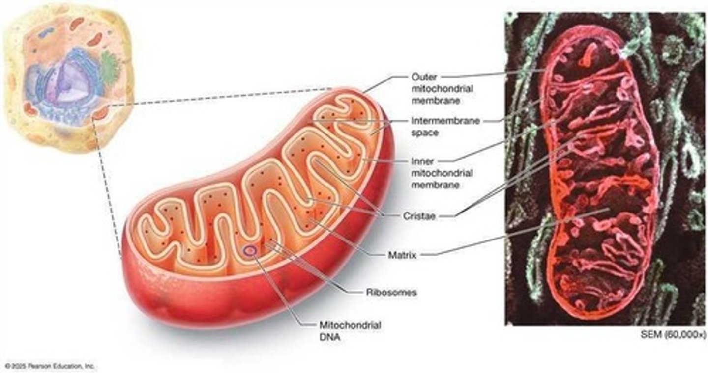 <p>ATP-producing organelles with double membranes.</p>