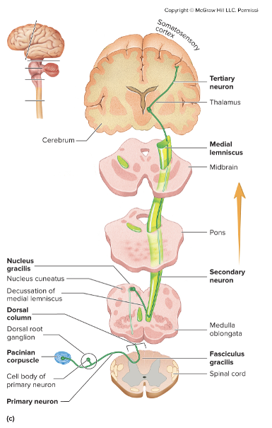 <ul><li><p>Consists of two pathways taht carry sensations of two-point discrimination, proprioception, pressure, and vibration</p></li><li><p>Travels in the dorsal column of the spinal cord and medial lemniscus of the brainstem&nbsp;</p></li></ul><p></p>