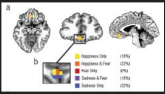 <p>What did these fMRI studies show about fear, happiness, and sadness? </p>