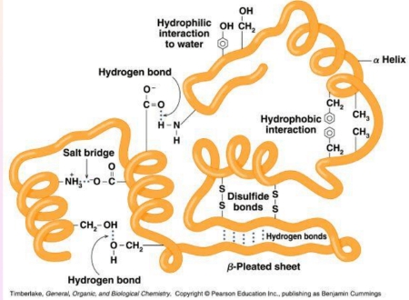 <p>What is tertiary structure of a protein?</p>