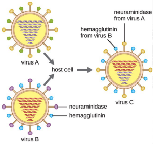 <h2><span class="heading-content">Influenza:</span></h2><h3><span class="heading-content">Etiology</span></h3><ul><li><p>from the <strong>strains of</strong> <strong>two or more different viruses and they combine</strong> to form another subtype</p></li><li><p>newly formed subtype will have a <u><strong>mixture</strong></u> <strong>of different surface antigens or the antigenic glycoproteins</strong></p></li></ul>