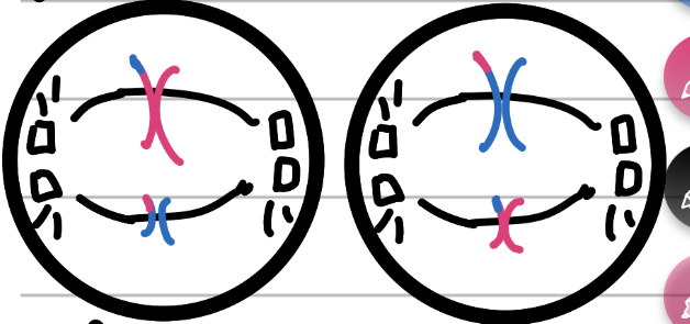 <p>Middle</p><ul><li><p>spindle fibres grab onto chromosomes</p></li><li><p>Chromosomes get lined up</p></li><li><p>Nuclear membrane is gone</p></li></ul>