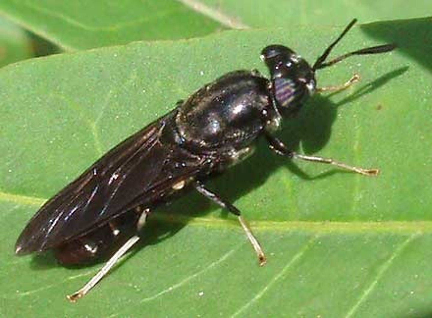 knowt flashcard image