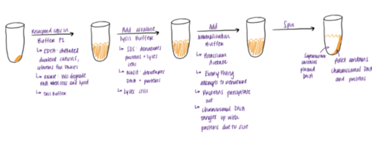 <p>1. Resuspend pallet in Buffer P1 </p><p>-------------------------------</p><p>2. Lyse cells by adding Buffer P2</p><p>-------------------------------</p><p>3. Neutralize solution by adding Buffer N3</p>