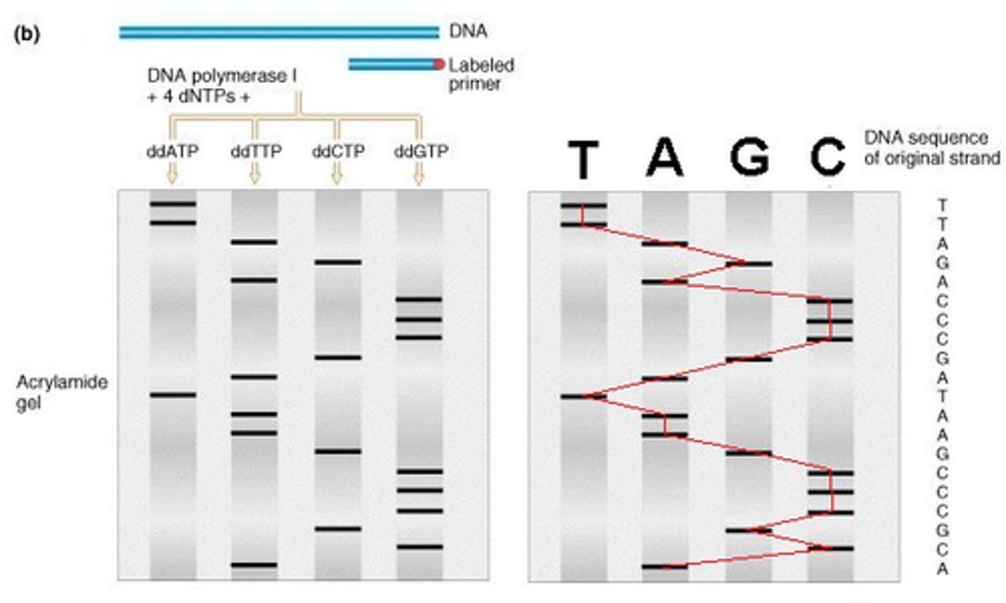 <p>5' end (bc it is shortest, travels furthest)</p>