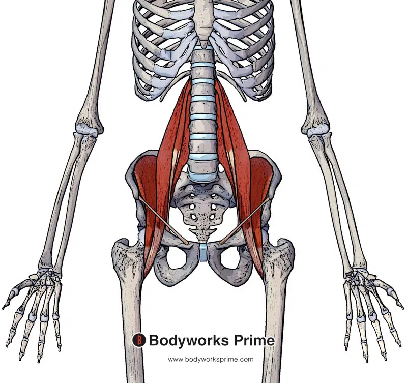 <p><span>Flexes thigh at hip; flexes trunk.</span></p>