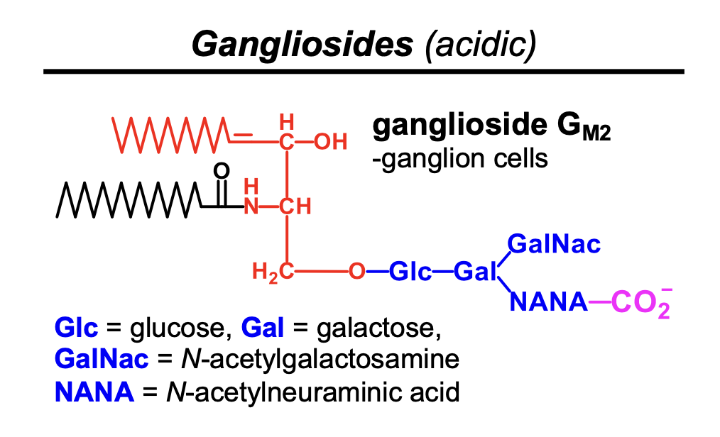 <p>ceramide and multiple sugars where one sugar is oxidized</p>