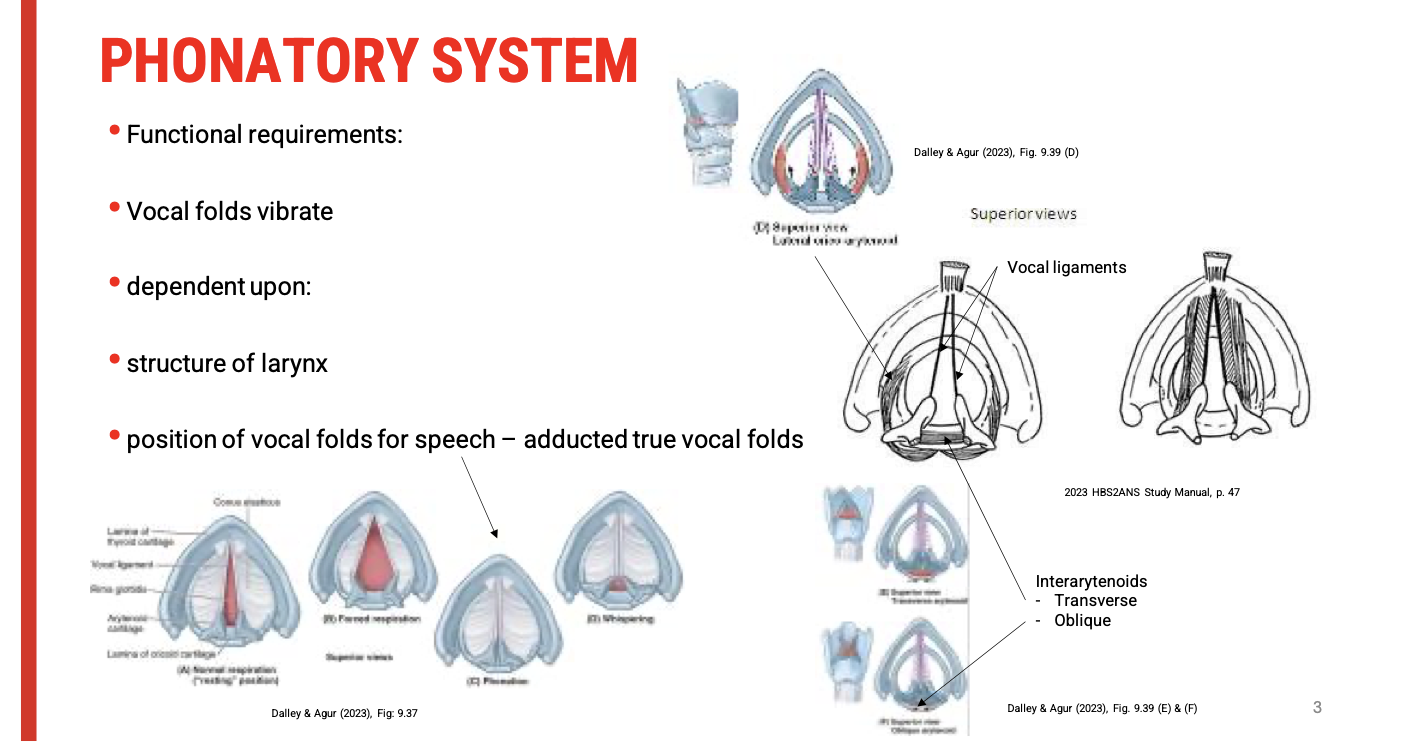 <p><span><strong>Structural Requirement:&nbsp;True Vocal Folds</strong></span></p><ul><li><p><span><strong>Contain the vocal ligaments</strong></span></p></li><li><p><span>Extend from the&nbsp;<strong>thyroid cartilage (anteriorly)</strong>&nbsp;to the&nbsp;<strong>arytenoid cartilages (posteriorly)</strong></span></p></li></ul><p>&nbsp;</p><p><span data-name="pushpin" data-type="emoji">📌</span><span><strong> Functional Requirement 1:&nbsp;Vocal Fold Vibration</strong></span></p><ul><li><p><span><strong>Essential for phonation</strong>&nbsp;(voice production)</span></p></li><li><p><span>Vibration occurs when air passes through&nbsp;<strong>adducted vocal folds</strong>&nbsp;under sufficient subglottic pressure</span></p></li></ul><p>&nbsp;</p><p><span data-name="pushpin" data-type="emoji">📌</span><span><strong> Functional Requirement 2:&nbsp;Adduction of the Vocal Folds</strong></span></p><p>To produce voice, the&nbsp;<span><strong>vocal folds must be brought together (adducted)</strong></span>. This requires:</p><p><span data-name="small_blue_diamond" data-type="emoji">🔹</span><span><strong> Key Muscles Involved:</strong></span></p><table style="min-width: 50px"><colgroup><col style="min-width: 25px"><col style="min-width: 25px"></colgroup><tbody><tr><td colspan="1" rowspan="1" style="border-width: 0pt; vertical-align: top; width: 2.8291in; padding: 4pt;"><p><span><strong>Muscle</strong></span></p></td><td colspan="1" rowspan="1" style="border-width: 0pt; vertical-align: top; width: 4.7493in; padding: 4pt;"><p><span><strong>Function</strong></span></p></td></tr><tr><td colspan="1" rowspan="1" style="border-width: 0pt; vertical-align: top; width: 2.8291in; padding: 4pt;"><p><span><strong>Lateral cricoarytenoid</strong></span></p></td><td colspan="1" rowspan="1" style="border-width: 0pt; vertical-align: top; width: 4.7493in; padding: 4pt;"><p>Rotates arytenoid cartilages medially to adduct the vocal folds</p></td></tr><tr><td colspan="1" rowspan="1" style="border-width: 0pt; vertical-align: top; width: 2.8291in; padding: 4pt;"><p><span><strong>Inter-arytenoid muscles</strong></span>&nbsp;(transverse &amp; oblique)</p></td><td colspan="1" rowspan="1" style="border-width: 0pt; vertical-align: top; width: 4.7493in; padding: 4pt;"><p>Pull arytenoid cartilages together, closing the posterior glottis (cartilaginous portion)</p></td></tr></tbody></table><p>&nbsp;</p><p>&nbsp;</p><p><span data-name="repeat" data-type="emoji">🔁</span><span><strong> Comparison: Speech vs. Whisper</strong></span></p><table style="min-width: 75px"><colgroup><col style="min-width: 25px"><col style="min-width: 25px"><col style="min-width: 25px"></colgroup><tbody><tr><td colspan="1" rowspan="1" style="border-width: 0pt; vertical-align: top; width: 1.3784in; padding: 4pt;"><p><span><strong>Parameter</strong></span></p></td><td colspan="1" rowspan="1" style="border-width: 0pt; vertical-align: top; width: 2.7062in; padding: 4pt;"><p><span><strong>Speech</strong></span></p></td><td colspan="1" rowspan="1" style="border-width: 0pt; vertical-align: top; width: 3.3958in; padding: 4pt;"><p><span><strong>Whisper</strong></span></p></td></tr><tr><td colspan="1" rowspan="1" style="border-width: 0pt; vertical-align: top; width: 1.3979in; padding: 4pt;"><p>Vocal Fold Position</p></td><td colspan="1" rowspan="1" style="border-width: 0pt; vertical-align: top; width: 2.7062in; padding: 4pt;"><p><span><strong>Adducted</strong></span>&nbsp;(vibrating)</p></td><td colspan="1" rowspan="1" style="border-width: 0pt; vertical-align: top; width: 3.4243in; padding: 4pt;"><p><span><strong>Partially abducted</strong></span>&nbsp;(posterior glottis remains open)</p></td></tr><tr><td colspan="1" rowspan="1" style="border-width: 0pt; vertical-align: top; width: 1.3784in; padding: 4pt;"><p>Sound Production</p></td><td colspan="1" rowspan="1" style="border-width: 0pt; vertical-align: top; width: 2.7062in; padding: 4pt;"><p><span><strong>Phonation with vocal fold vibration</strong></span></p></td><td colspan="1" rowspan="1" style="border-width: 0pt; vertical-align: top; width: 3.3958in; padding: 4pt;"><p><span><strong>No vocal fold vibration</strong></span>&nbsp;(turbulent airflow)</p></td></tr><tr><td colspan="1" rowspan="1" style="border-width: 0pt; vertical-align: top; width: 1.3784in; padding: 4pt;"><p>Muscles Active</p></td><td colspan="1" rowspan="1" style="border-width: 0pt; vertical-align: top; width: 2.7256in; padding: 4pt;"><p>Lateral cricoarytenoid + inter-arytenoids</p></td><td colspan="1" rowspan="1" style="border-width: 0pt; vertical-align: top; width: 3.5277in; padding: 4pt;"><p>Reduced or altered activity to keep posterior gap open</p></td></tr></tbody></table><p>&nbsp;</p><p>&nbsp;</p><p><span data-name="warning" data-type="emoji">⚠</span><span><strong> Clinical Relevance</strong></span></p><ul><li><p><span><strong>Hypoadduction</strong>&nbsp;(e.g. vocal fold paresis): Breathiness, weak voice</span></p></li><li><p><span><strong>Hyperadduction</strong>&nbsp;(e.g. spasticity): Strained, harsh voice</span></p></li><li><p><span><strong>Poor coordination</strong>: Irregular pitch, effortful phonation</span></p><p></p></li></ul><p></p>