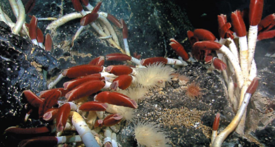 <p>Hydrothermal vents</p>