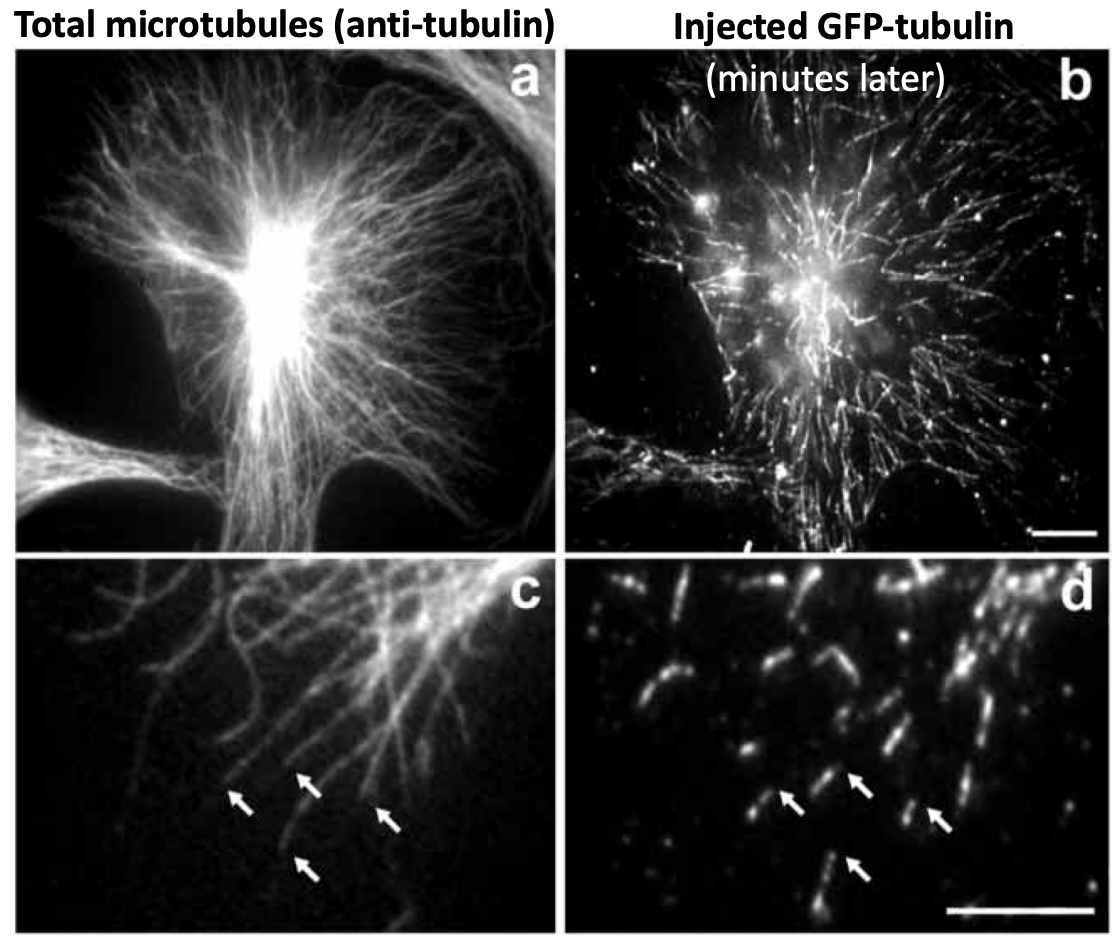 \
* Tubulin subunits incorporate at growing + ends
* This is different from IF
* Incorporate faster at + ends