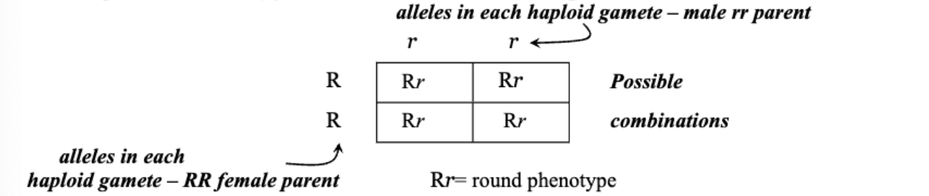 <p>A cross involving a single trait</p>