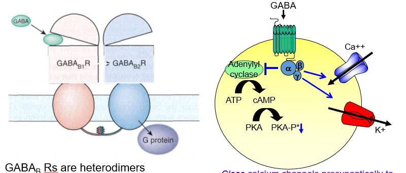 <p>It’s needed to <strong>move the receptor to the membrane</strong>, allowing it to respond to GABA.</p>
