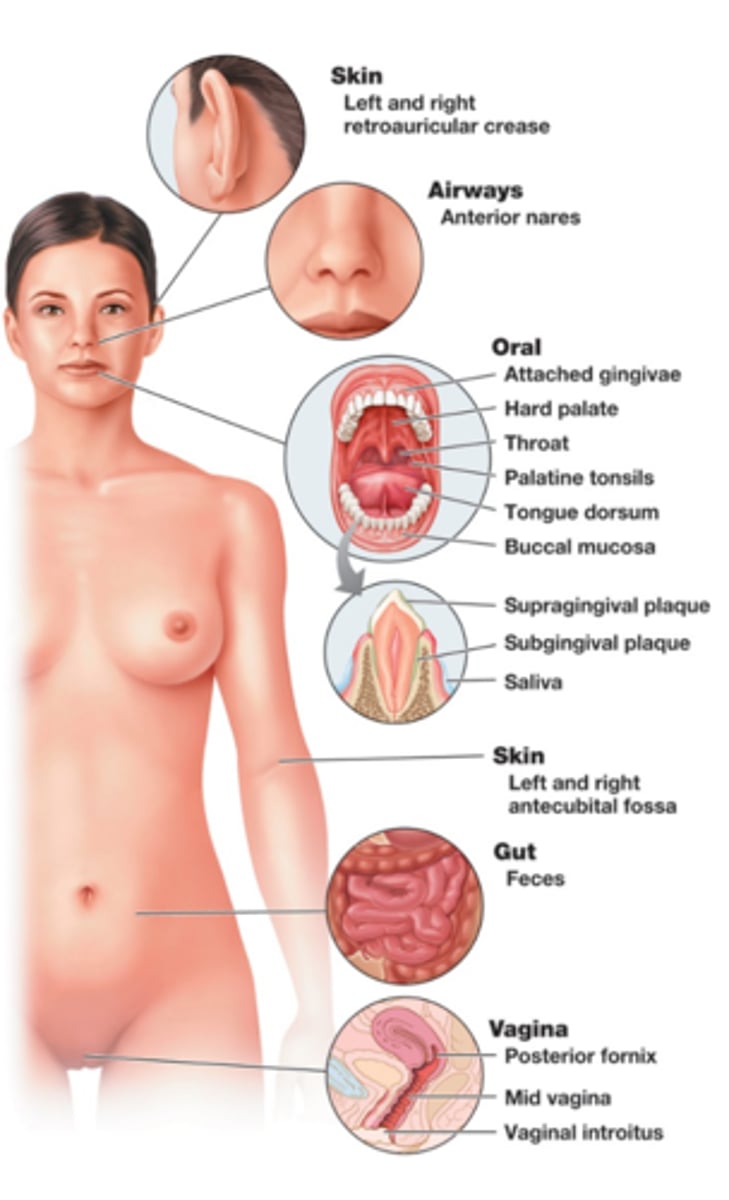 <p>All of the microbes living in and on the human body</p>