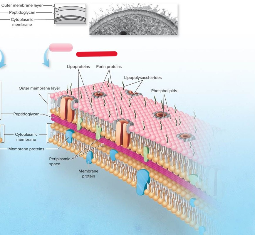 <p>Which type of cell envelope is this?</p>