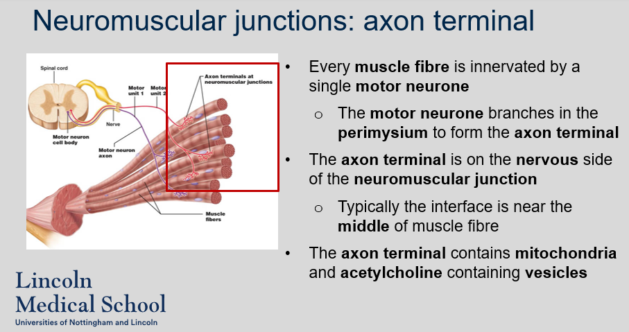 <ol><li><p>Every muscle fibre is innervated by a single motor neurone.</p></li><li><p>The motor neurone branches in the perimysium to form the axon terminal. The axon terminal is on the nervous side of the neuromuscular junction. Typically the interface is near the middle of muscle fibre. The axon terminal contains mitochondria and acetylcholine containing vesicles.</p></li></ol>