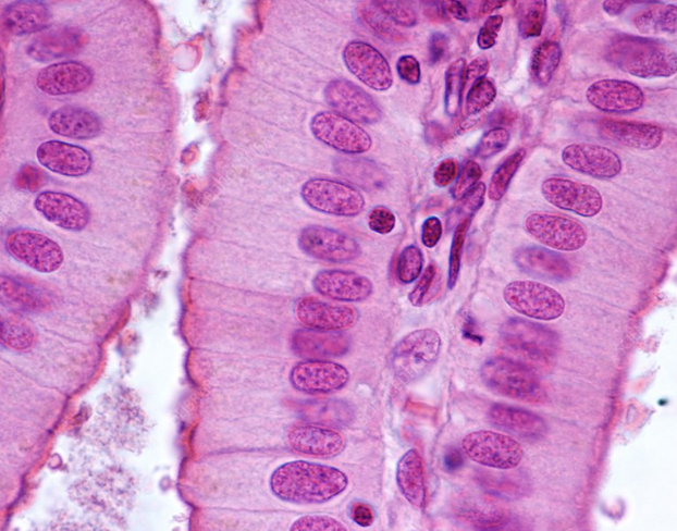 <p>-<strong>tall cells</strong> in one layer</p><p>-<strong>function</strong> → <strong>absorption</strong> & <strong>secretion</strong></p>