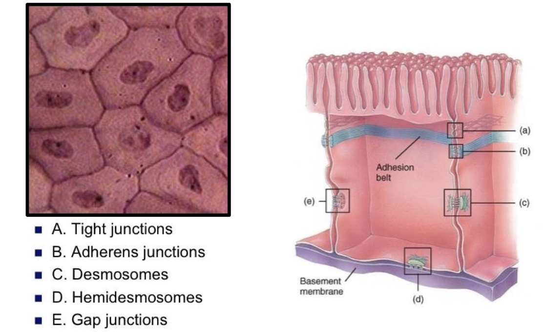 <ul><li><p><strong>Epithelial cells</strong> connect along lateral surfaces to form <strong>sheets lining body cavities</strong></p></li><li><p>Epithelial sheets form:</p><ul><li><p>Inner lining of digestive system</p></li><li><p>Outer layers of skin</p></li></ul></li><li><p>Cells have distinct <strong>apical (top) and basal (bottom) surfaces</strong> with different functions</p></li><li><p><strong>Basal surface</strong> anchors cells to extracellular matrix via <strong>hemidesmosomes</strong></p></li><li><p>Apical surface often has <strong>microvilli</strong> (e.g., intestinal lining)</p></li><li><p><strong>Four adhesion complexes connect lateral surfaces:</strong></p><ul><li><p><strong>Tight junctions</strong></p></li><li><p><strong>Gap junctions</strong></p></li><li><p><strong>Desmosomes</strong></p></li><li><p><strong>Adherens junctions</strong></p></li></ul></li></ul><p></p>