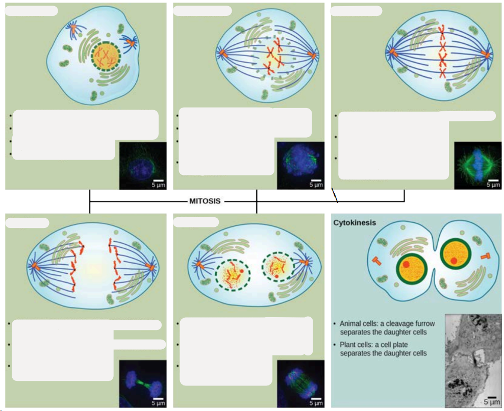 <p>Label each phase and describe each phase of mitosis/ karyokinesis</p>