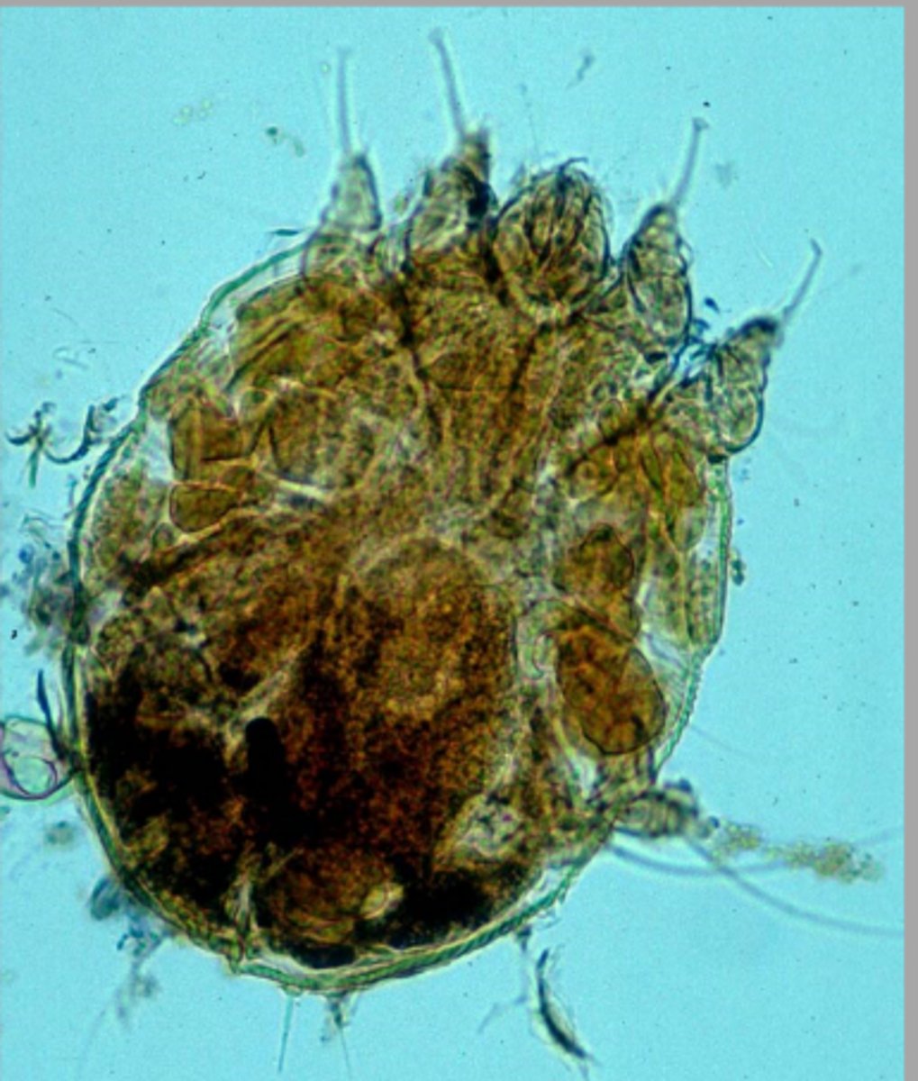 <p>A skin scrape was taken of a dog with oozing scabs and pruritus? What parasite is responsible?</p>
