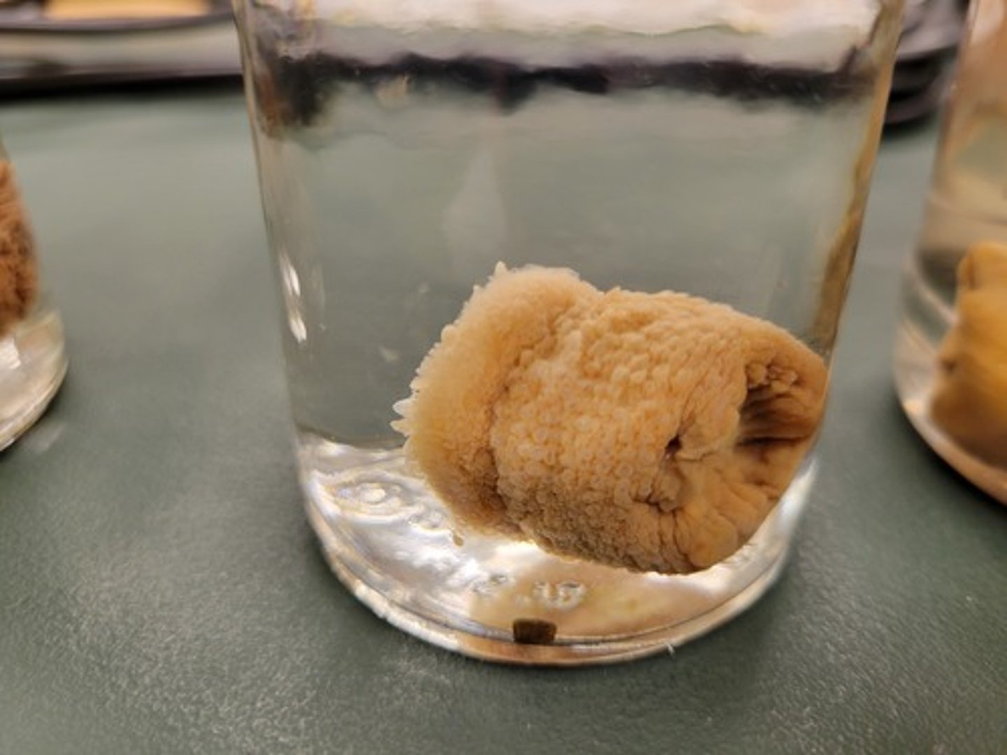 <p>Identify Taxonomy</p>