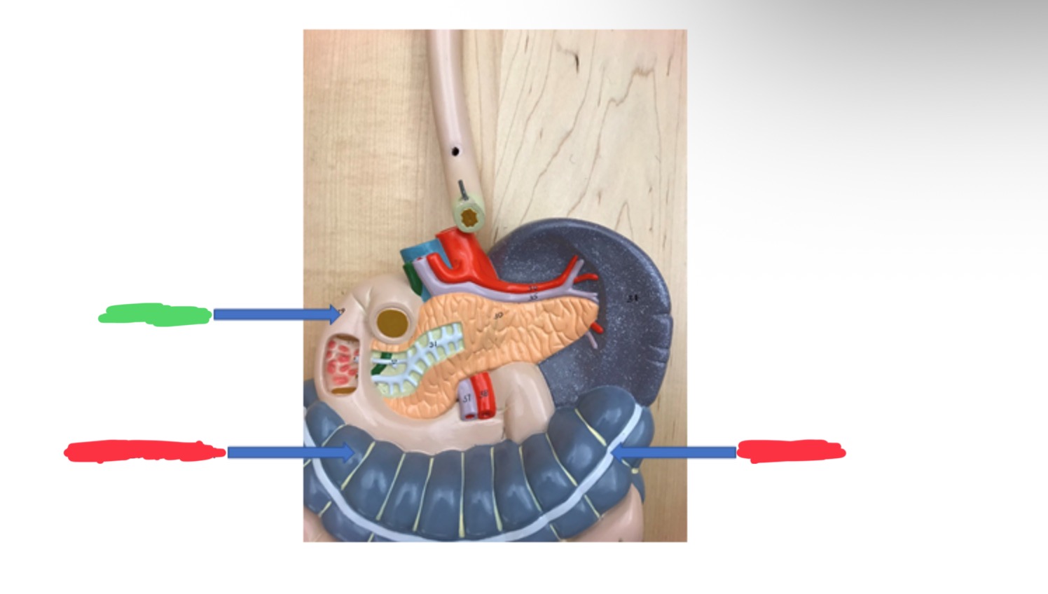 knowt flashcard image