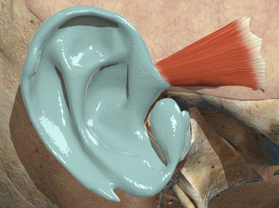 <p>What muscle is this?</p>