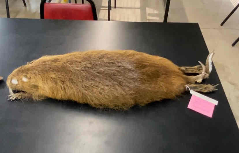 <ul><li><p>Order- Rodentia</p></li><li><p>fam- Myocastoridae </p></li></ul><p>monotypic species, large rodents. robust body for aquatic lifestyle. ears and eyes are small. large webbed hind feet with 5 toes. four toes on forefeet which lack webbing. all toes have well developed claws. tail is long, scantily furred, and rounded. it is not compressed as in beavers or muskrats. thick soft underfur overlain with long and coarse guard hairs. color is dark dorsally and whitish yellow on the underside. the cranium is massively built, with well developed ridges and a deep rostrum. the incissors are massive and chissel like. deeply orange in color. nocturnal. diet of aquatic and semiaquatic vegetation. will also feed on animal matter,</p>