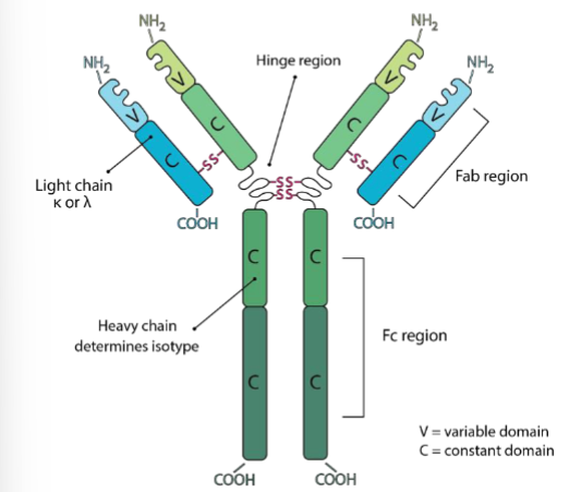 <ul><li><p>Fc region → immune cells bind here, constant domain</p></li><li><p>Fab region → where ag binds, consists of constant + variable region</p></li><li><p>hinge → connects Fc + Fab</p></li><li><p>heavy chain → determines isotype </p></li></ul><p></p>