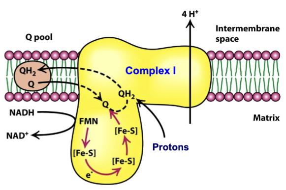 <ul><li><p>Complex I: NADH-Q oxidoreductase</p></li><li><p>Huge protein complex (46 polypeptides)</p></li><li><p>Two types of tightly bound prosthetic groups:</p></li></ul><ol><li><p>FMN→ similar to FAD but lacking ADP portion</p></li><li><p>Iron sulfur (FeS) clusters→ nonheme iron proteins that carry one electron</p></li></ol><ul><li><p>During transport of 2 electrons, 4 H<sup>+</sup> pumped into the cytosolic side of the inner membrane</p></li></ul><p></p>
