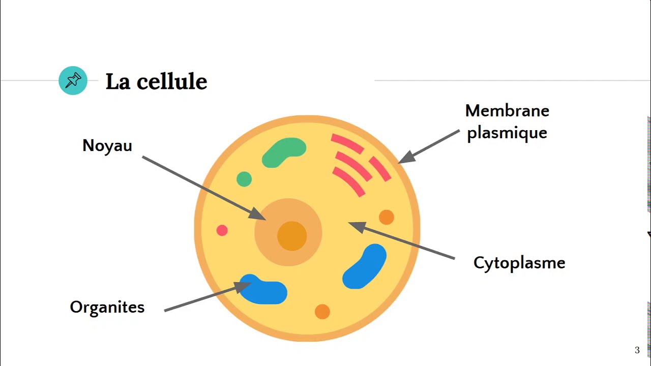 <p>La cellule</p>