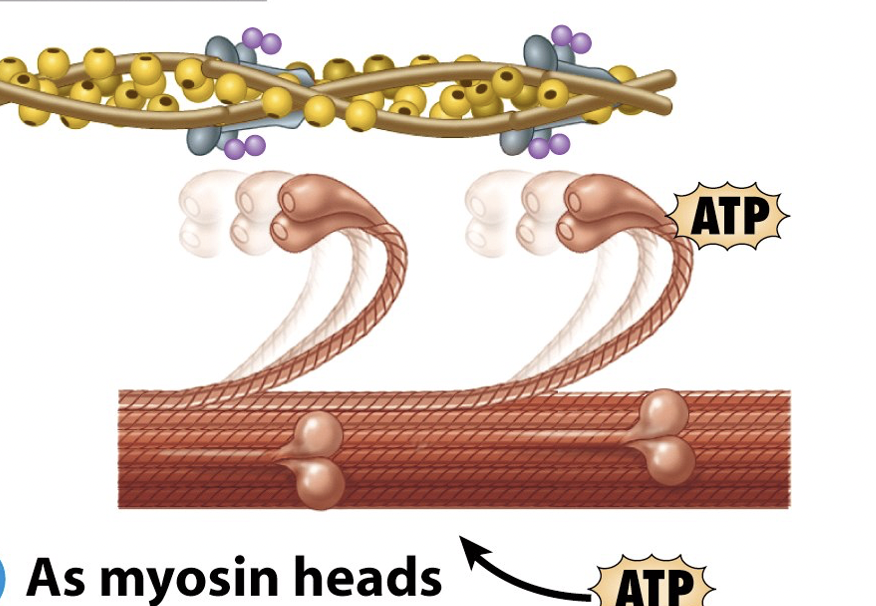 <p>Myosin head binds to ATP and the cross-bridges detach from actin</p>