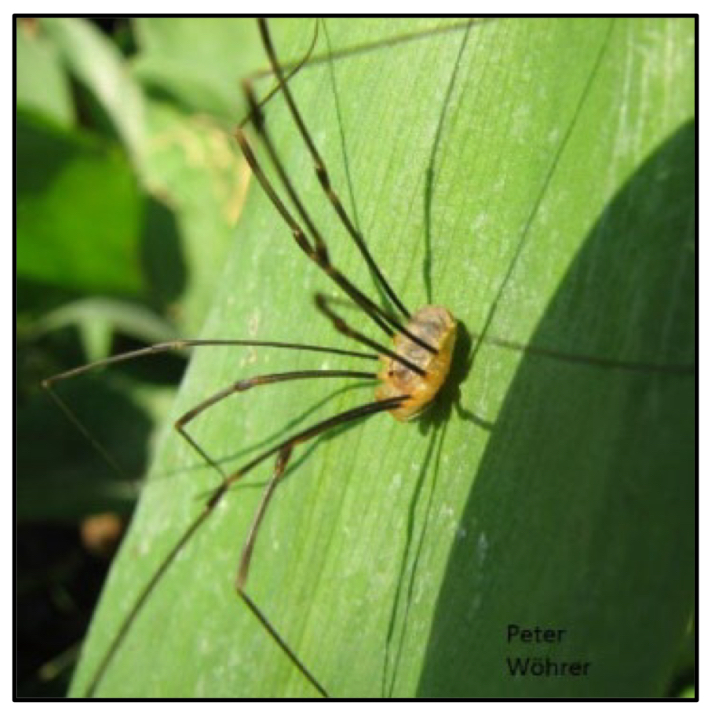 <p>What order do harvestmen belong to?</p>